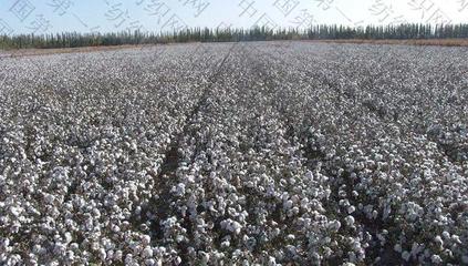 1.9億!這家紡織龍頭轉(zhuǎn)讓在疆擁3座加工廠和20萬畝棉田的公司股權